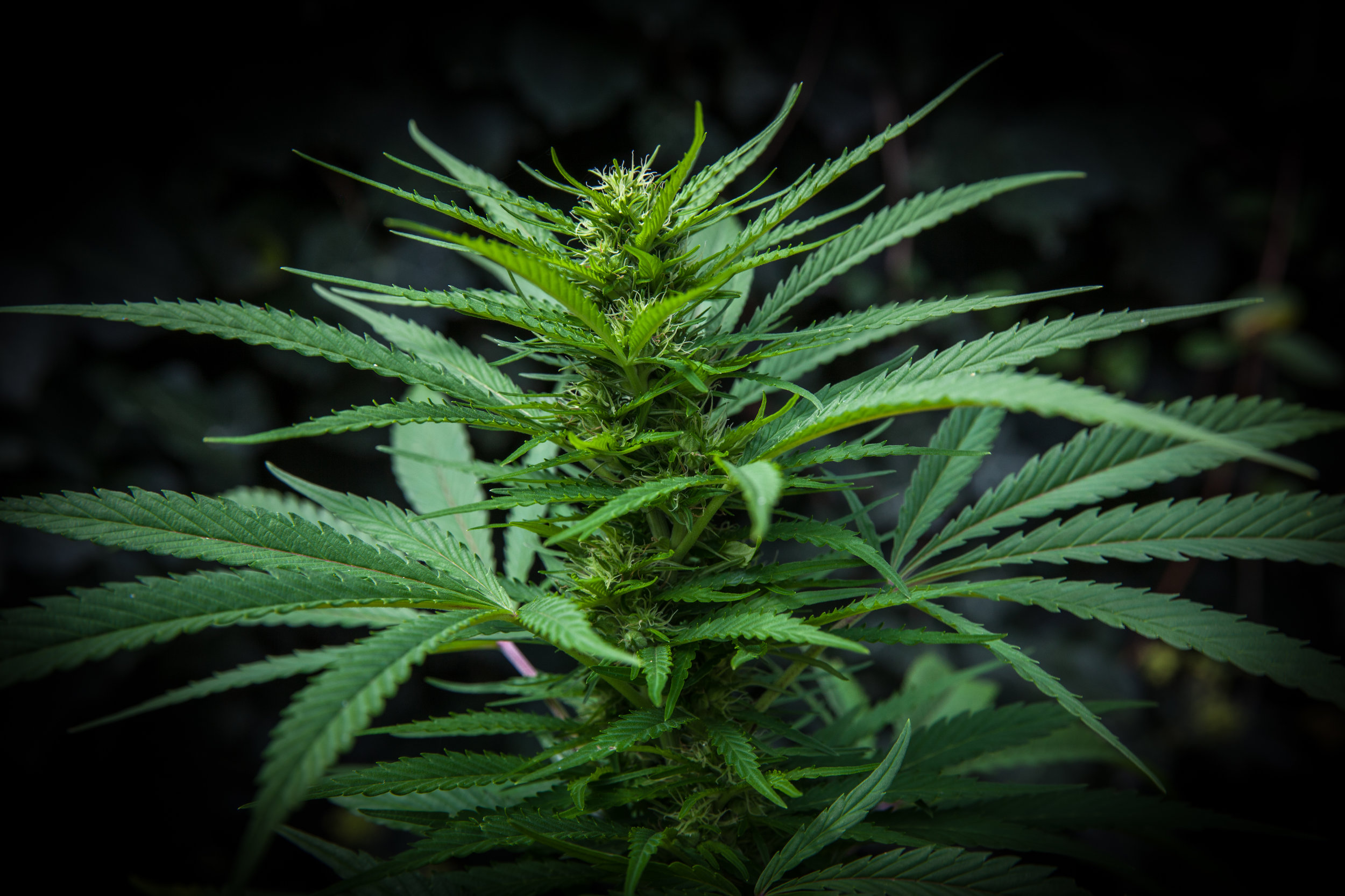 Marijuana: Debunking Common Myths and Misconceptions